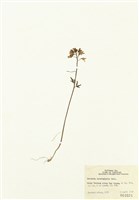 藏品(纖細碎米薺)的圖片